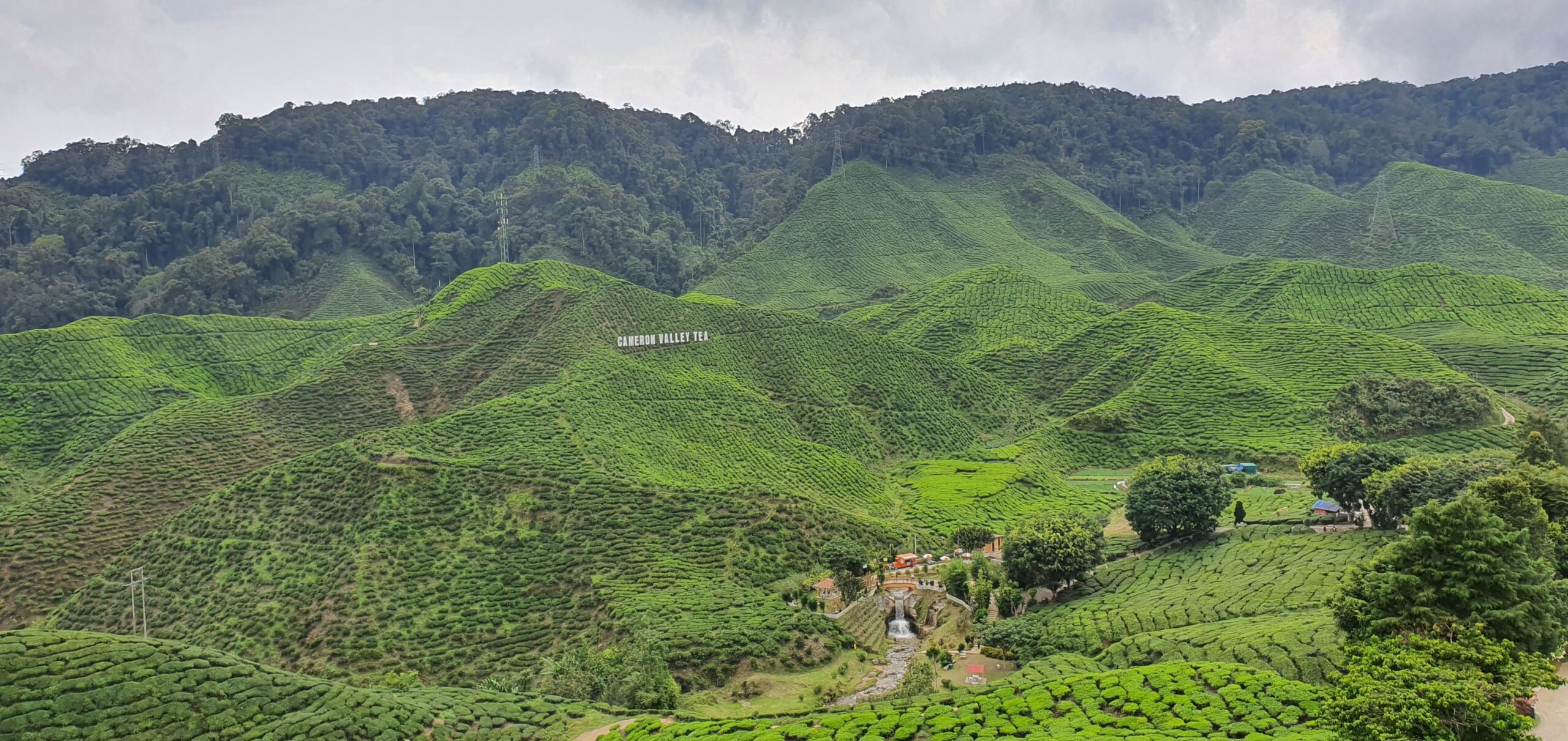 Cameron Highlands（キャメロンハイランド）